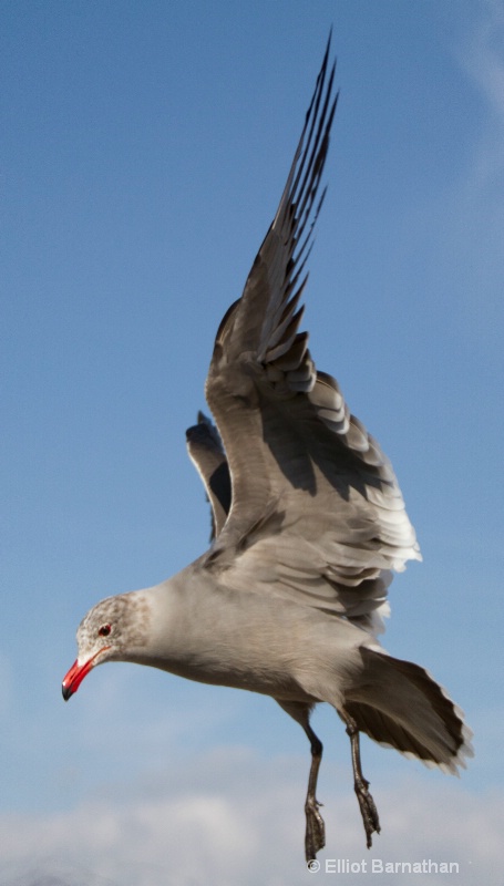 Seagulls 2