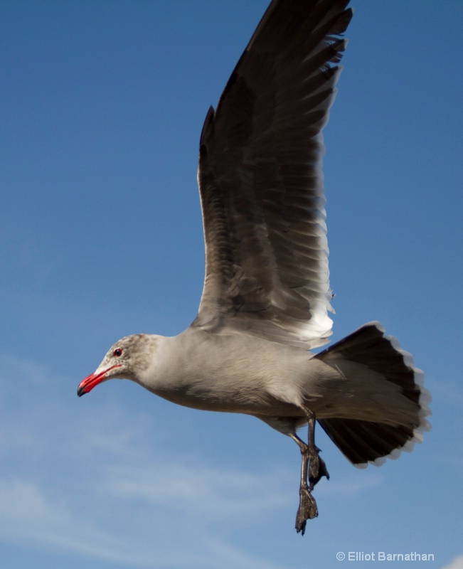 Seagulls 1