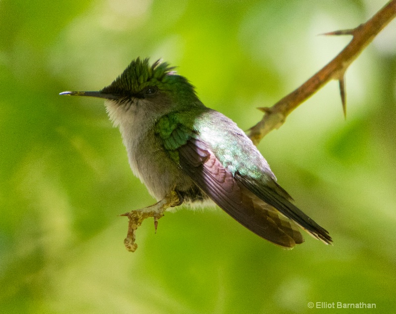 Dominica: Hummingbird