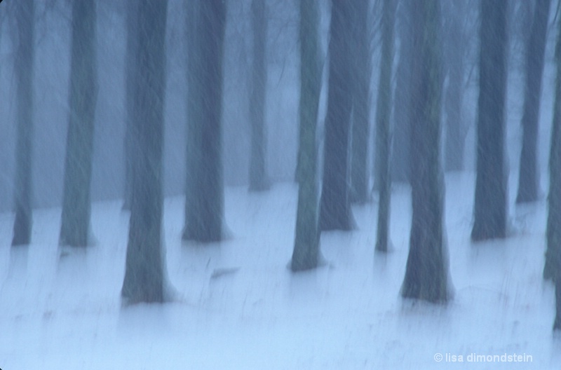 maple grove in winter