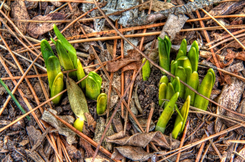 First Signs of Spring