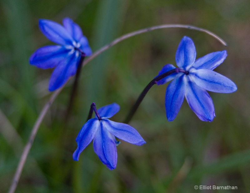 Spring Flowers 5