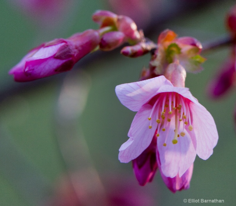 Spring Flowers 4