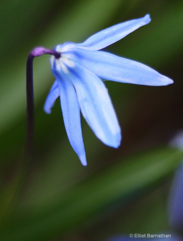 Spring Flowers 1