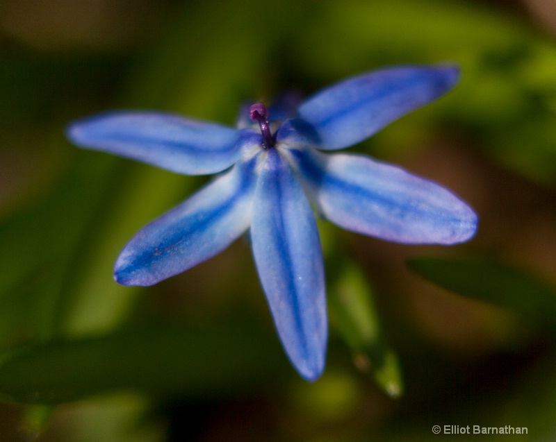 Spring Flowers17