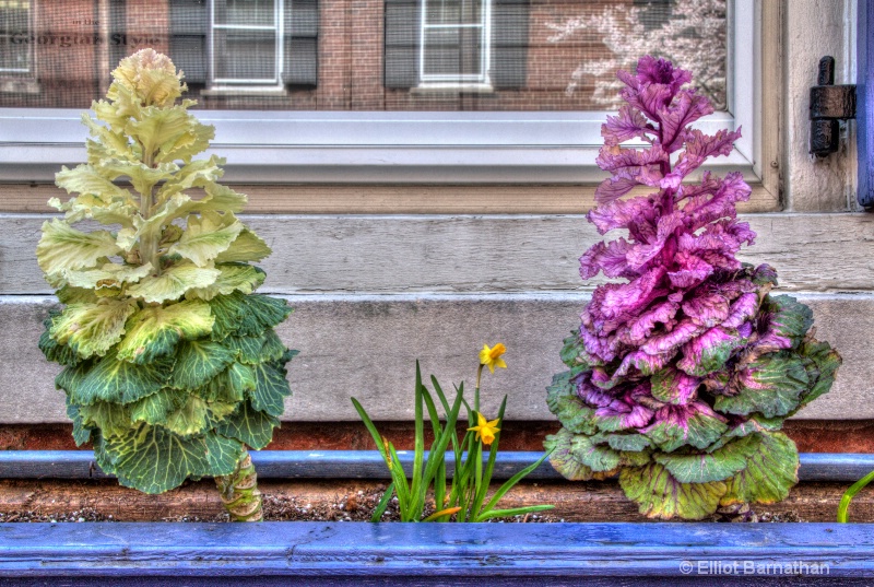 Window Boxes in Philly 8