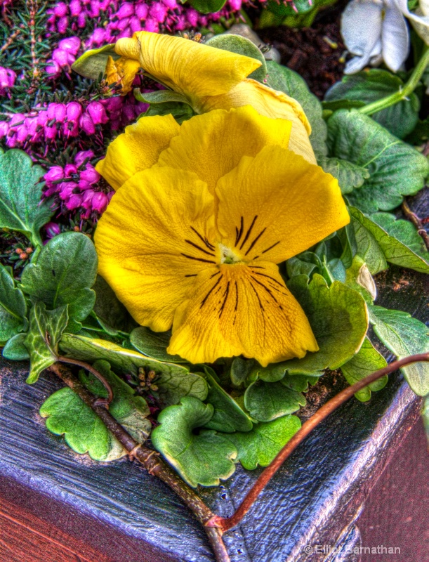 Window Boxes in Philly 5