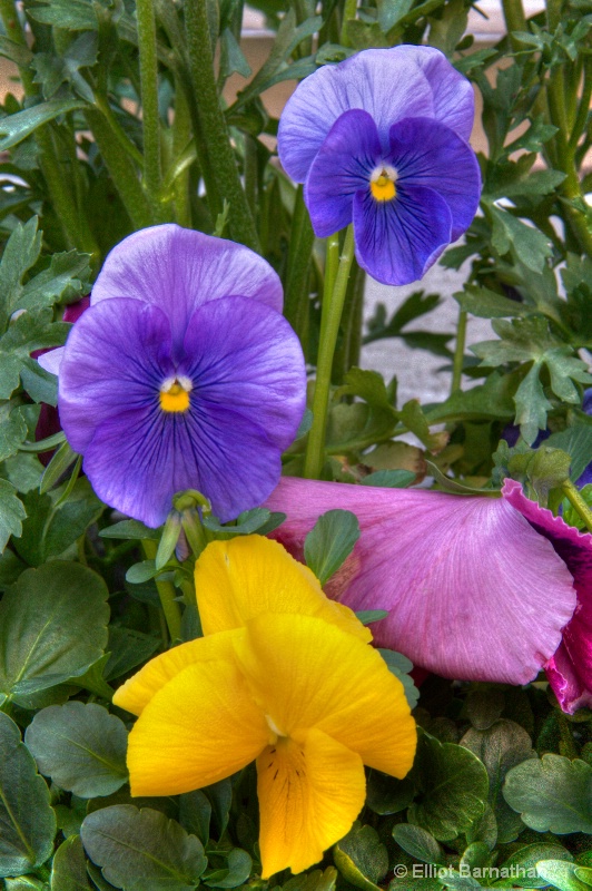 Pansies 4