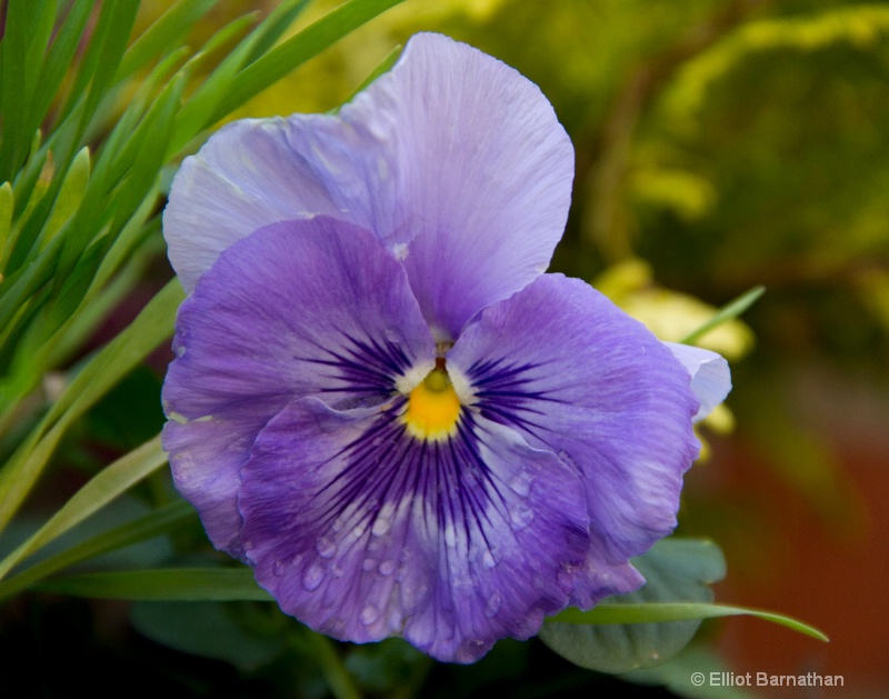 Pansies 3