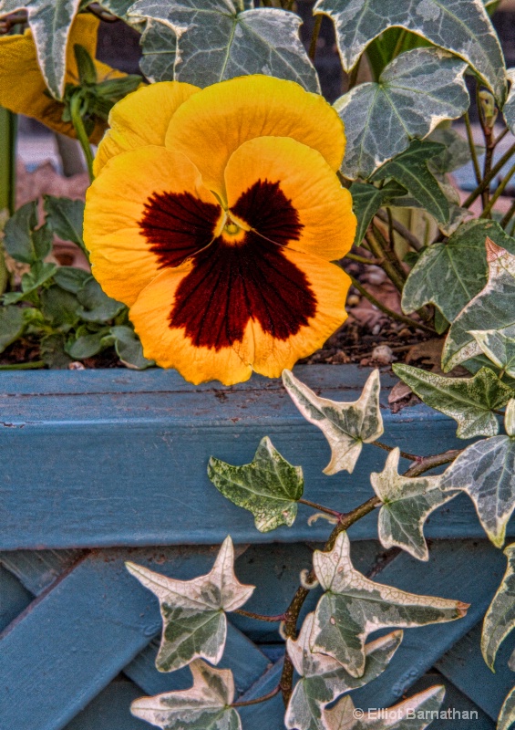 Window Boxes in Philly 3