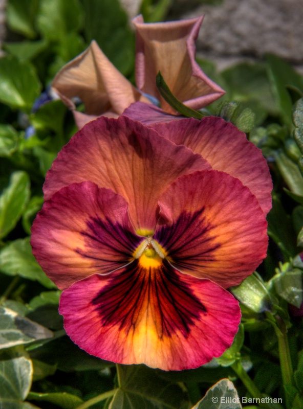 Pansies 1