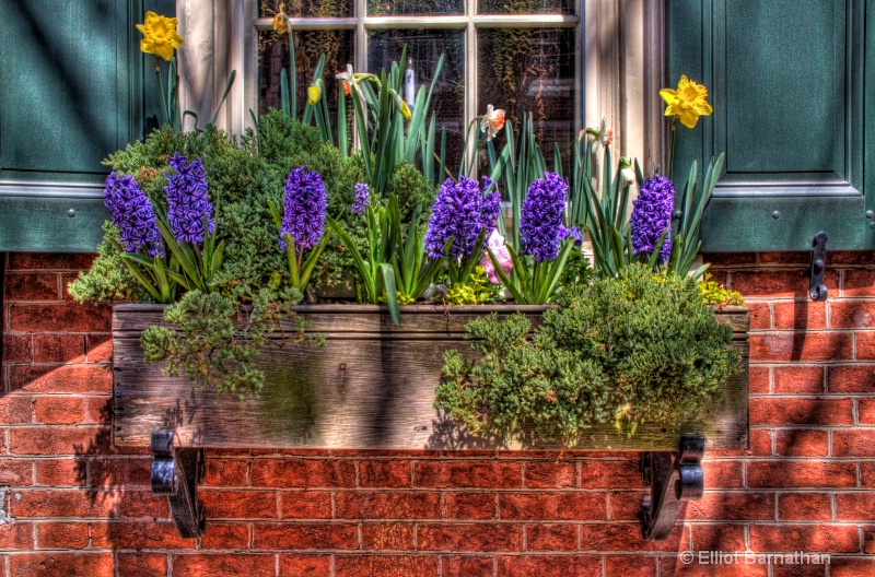 Window Boxes in Philly 1