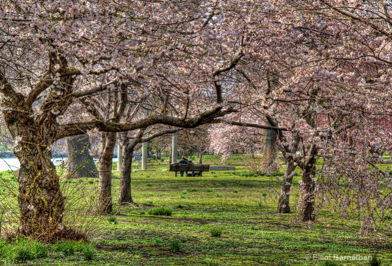 Cherry Blossom Moment