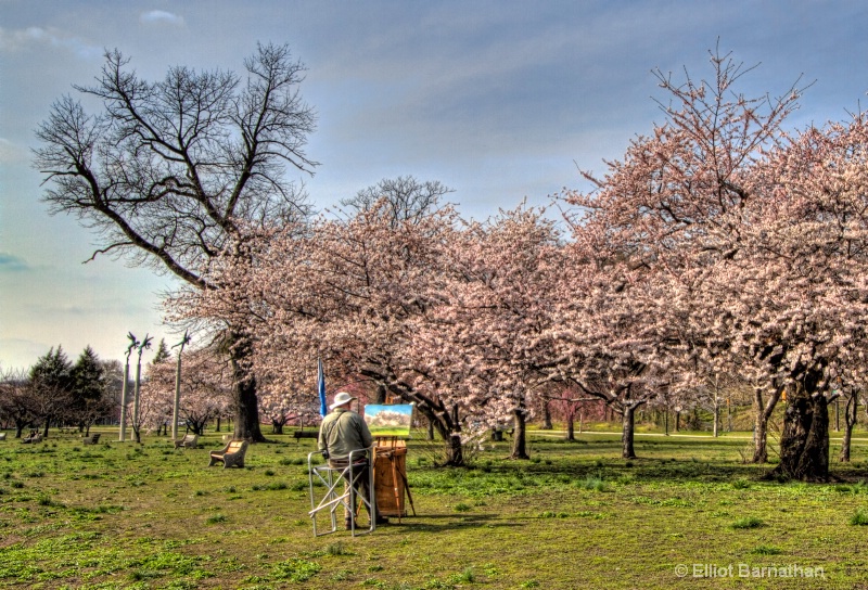 Cherry Blossoms 6