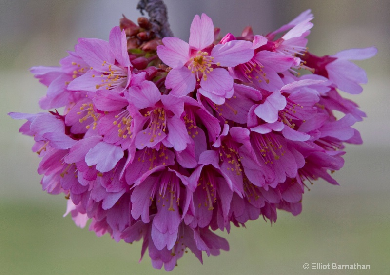 Cherry Blossoms 4