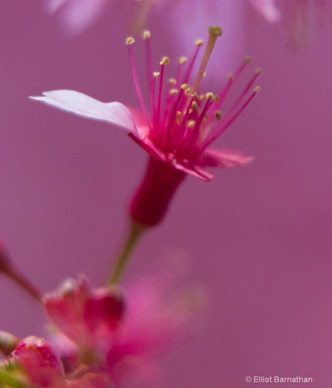 Cherry Blossoms 2