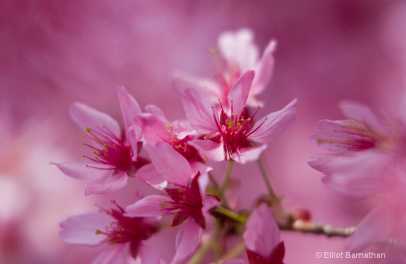 Cherry Blossoms 1