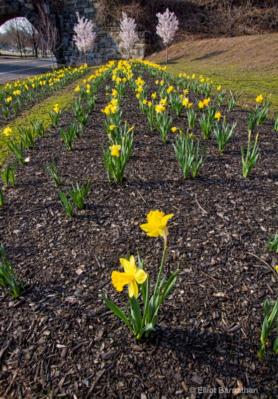 Daffodils in Philly 5