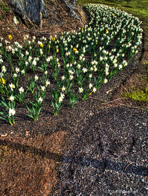 Daffodils in Philly 4