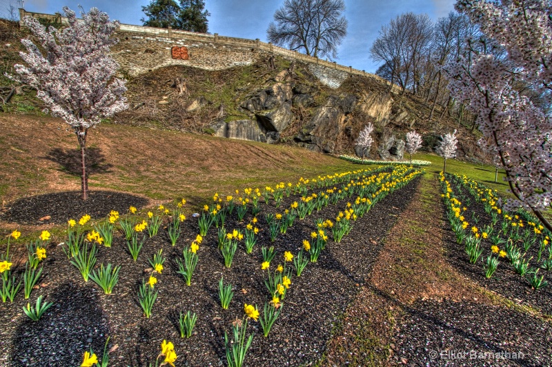 Daffodils in Philly 3