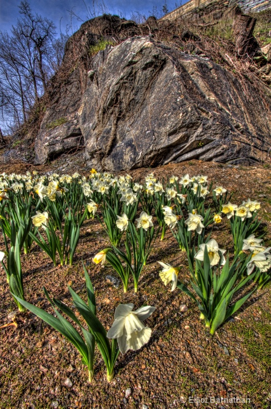 Daffodils in Philly 2