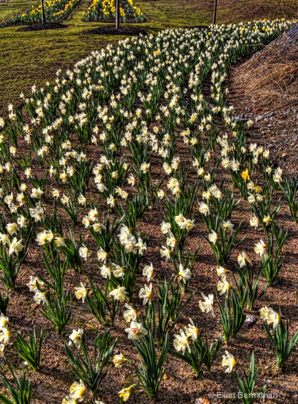 Daffodils in Philly 1