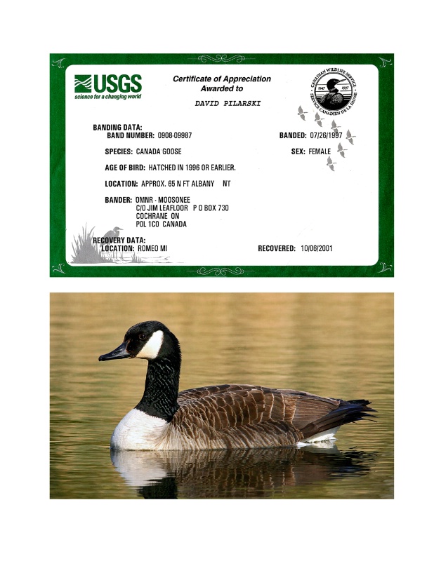 jake pilarkski goose 1