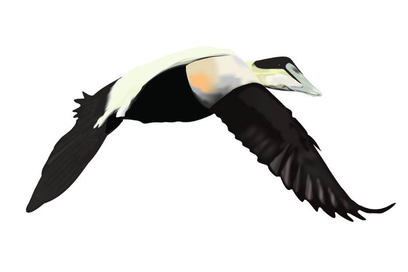 Eider art work