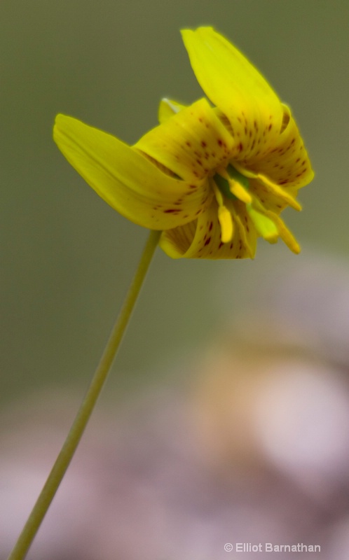 Wissahickon in Spring 26