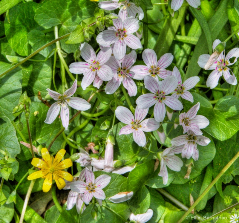 Wissahickon in Spring 23