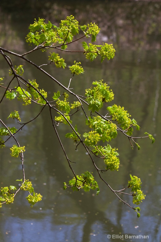 Wissahickon in Spring 19