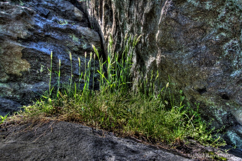 Wissahickon in Spring 9