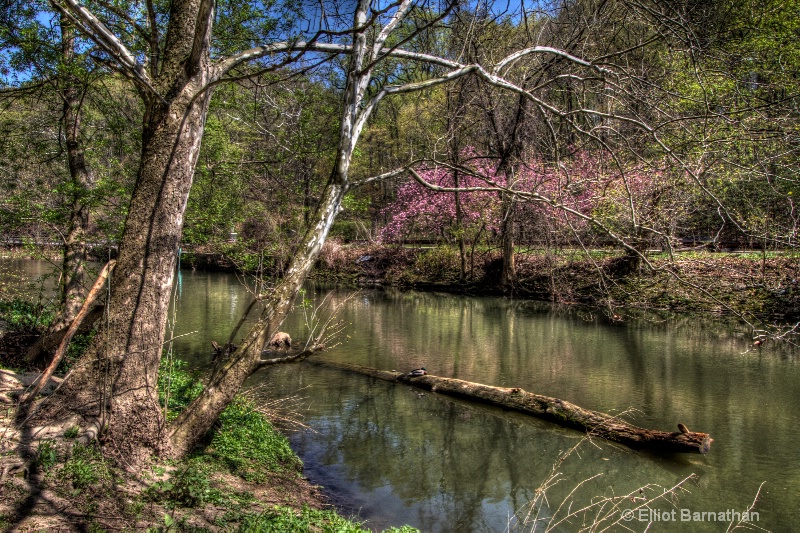 Wissahickon in Spring 6