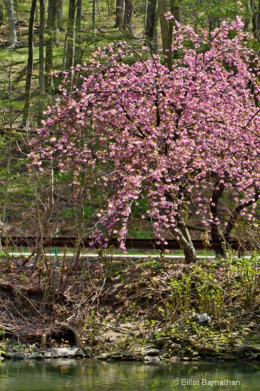 Wissahickon in Spring 5