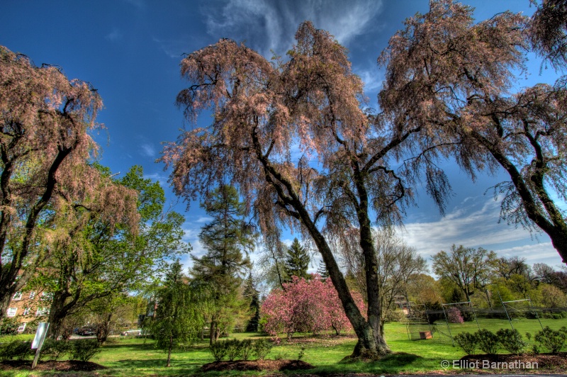 Philadelphia in Spring 3