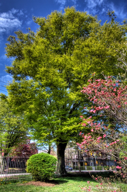 Spring Trees 4