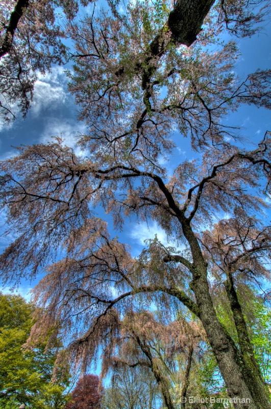 Spring Trees 3