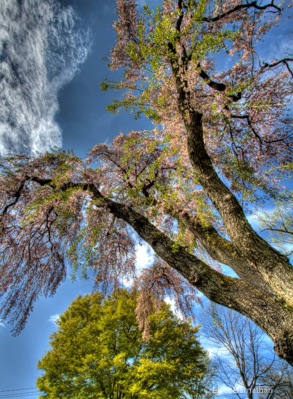 Spring Trees 2