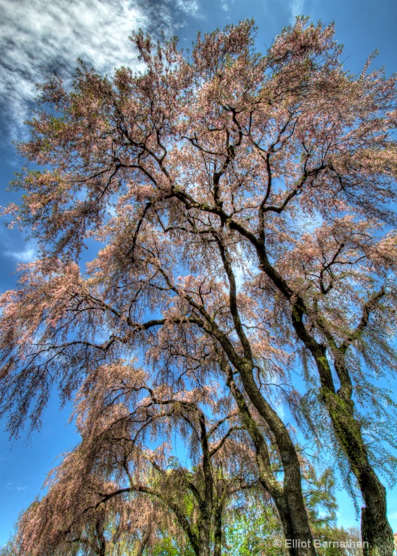 Spring Trees 1