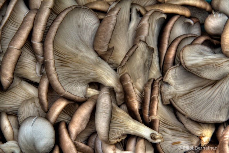 Oyster Mushrooms 