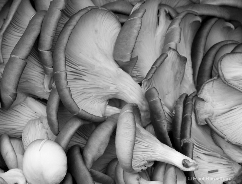 Oyster Mushrooms