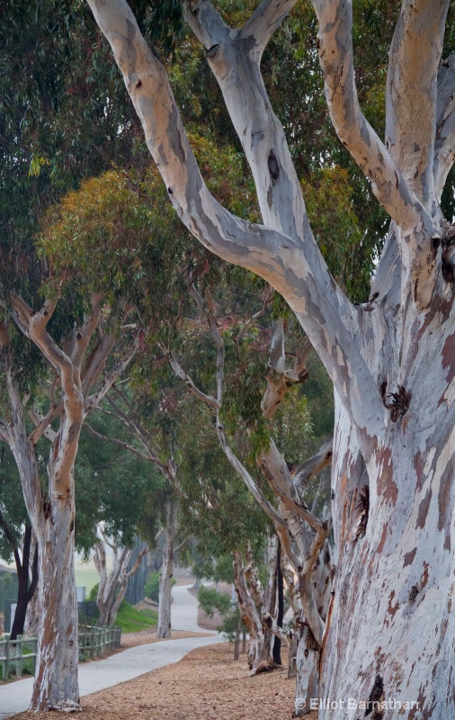 Broken Hill at Torrey Pines 5