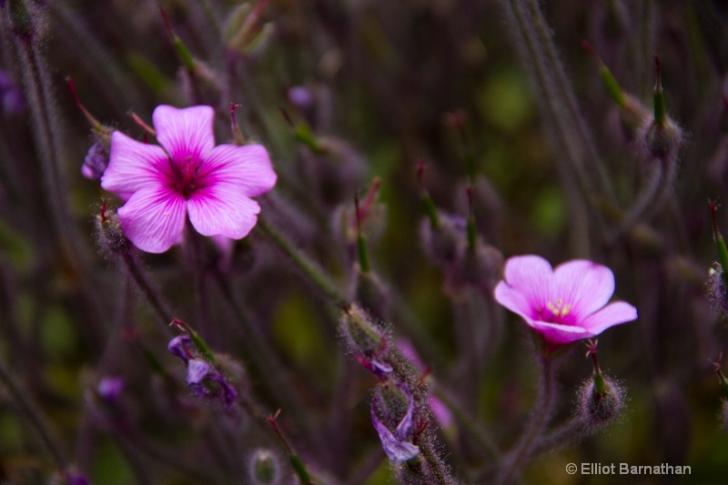 Flowers at the Getty 4