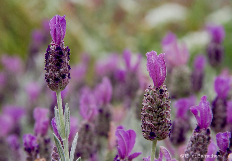 Flowers at the Getty 2