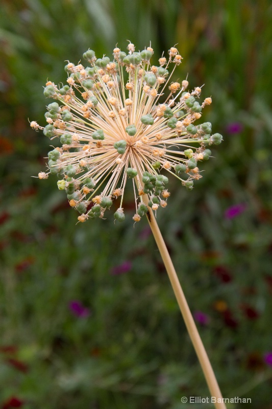 Flowers at the Getty 1