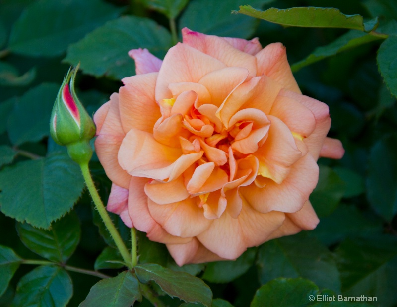 Peach Rose