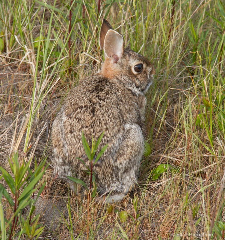 Rabbit in Hiding