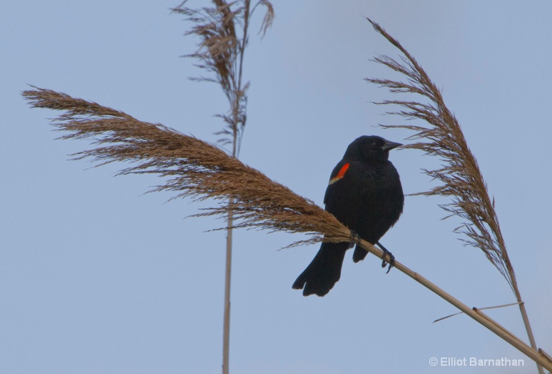 Red Winged Blackbird