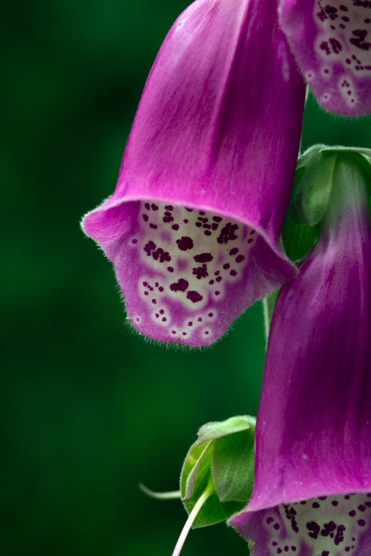 digitalis