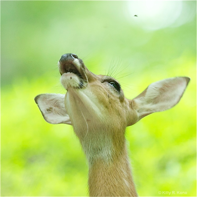 Deer Trying to Catch Fly